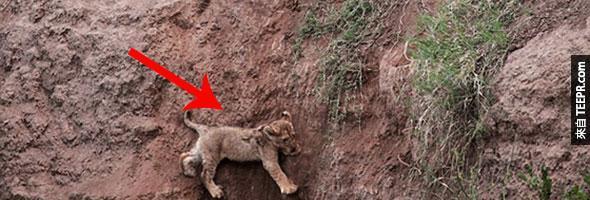 小獅子被困在崖邊