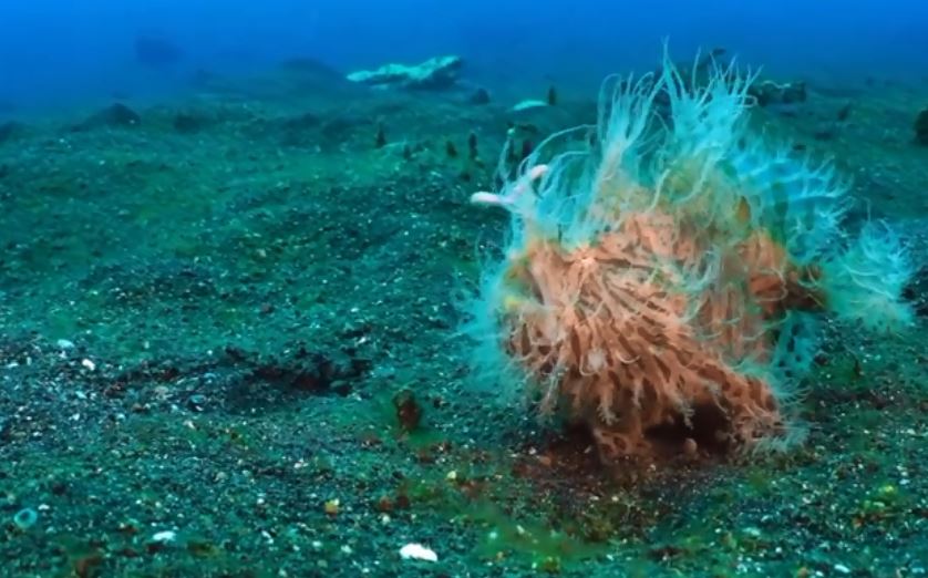 海中長毛青蛙魚!「條紋躄魚」張嘴瞬間根本惡夢 吃掉同體型生物很EZ% 照片 海中長毛青蛙魚!「條紋躄魚」張嘴瞬間根本惡夢 吃掉同體型生物很EZ