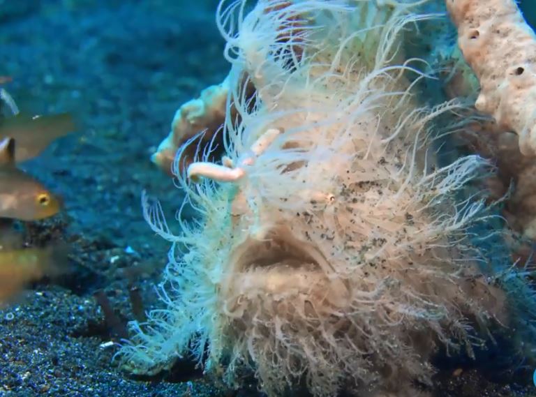 海中長毛青蛙魚!「條紋躄魚」張嘴瞬間根本惡夢 吃掉同體型生物很EZ% 照片 海中長毛青蛙魚!「條紋躄魚」張嘴瞬間根本惡夢 吃掉同體型生物很EZ