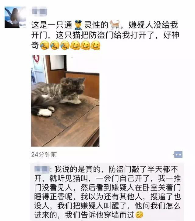 警察找到嫌犯卻「無法破門而入」 下秒貓大人偷開門出賣:這小廢廢買的罐頭太難吃...% 照片 警察找到嫌犯卻「無法破門而入」 下秒貓大人偷開門出賣:這小廢廢買的罐頭太難吃...