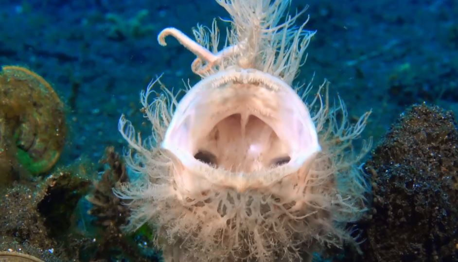 海中長毛青蛙魚!「條紋躄魚」張嘴瞬間根本惡夢 吃掉同體型生物很EZ% 照片 海中長毛青蛙魚!「條紋躄魚」張嘴瞬間根本惡夢 吃掉同體型生物很EZ