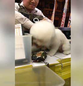 雞排店長狗小白氣pupu「狂踩響鈴」:我肚子餓!下秒主人卻把肉給隔壁好朋友T_T% 照片 雞排店長狗小白氣pupu「狂踩響鈴」:我肚子餓!下秒主人卻把肉給隔壁好朋友T T