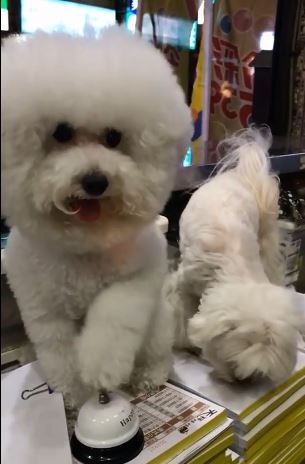 雞排店長狗小白氣pupu「狂踩響鈴」:我肚子餓!下秒主人卻把肉給隔壁好朋友T_T% 照片 雞排店長狗小白氣pupu「狂踩響鈴」:我肚子餓!下秒主人卻把肉給隔壁好朋友T T