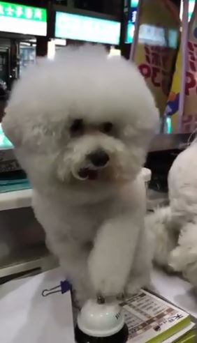 雞排店長狗小白氣pupu「狂踩響鈴」:我肚子餓!下秒主人卻把肉給隔壁好朋友T_T% 照片 雞排店長狗小白氣pupu「狂踩響鈴」:我肚子餓!下秒主人卻把肉給隔壁好朋友T T