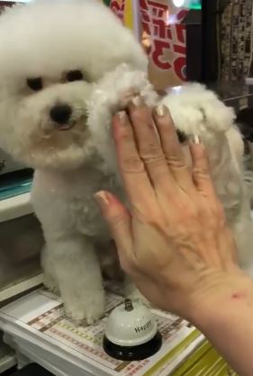 雞排店長狗小白氣pupu「狂踩響鈴」:我肚子餓!下秒主人卻把肉給隔壁好朋友T_T% 照片 雞排店長狗小白氣pupu「狂踩響鈴」:我肚子餓!下秒主人卻把肉給隔壁好朋友T T