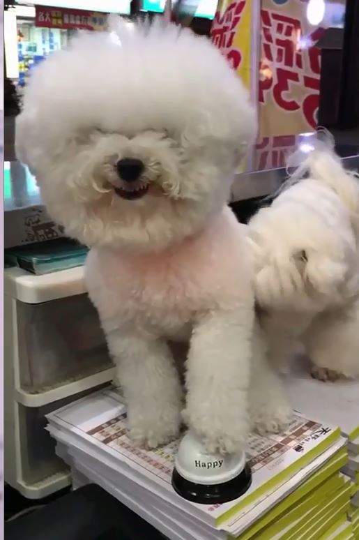 雞排店長狗小白氣pupu「狂踩響鈴」:我肚子餓!下秒主人卻把肉給隔壁好朋友T_T% 照片 雞排店長狗小白氣pupu「狂踩響鈴」:我肚子餓!下秒主人卻把肉給隔壁好朋友T T