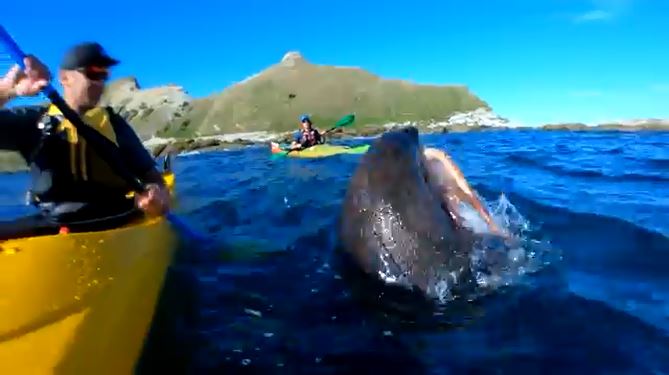 海上爽玩香蕉船 下一秒「海豹甩章魚攻擊」直接打上臉...果然是大自然的復仇啊XD% 照片 海上爽玩香蕉船 下一秒「海豹甩章魚攻擊」直接打上臉...果然是大自然的復仇啊XD