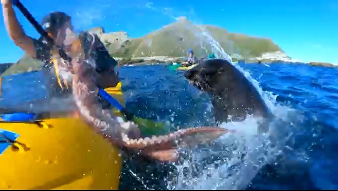 海上爽玩香蕉船 下一秒「海豹甩章魚攻擊」直接打上臉...果然是大自然的復仇啊XD% 照片 海上爽玩香蕉船 下一秒「海豹甩章魚攻擊」直接打上臉...果然是大自然的復仇啊XD