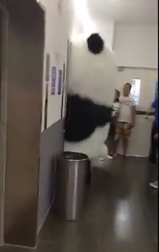 超萌大貓熊等電梯!肖想「全身進入塞好塞滿」 下場就是玩偶界最糗卻超療癒♡% 照片 超萌大貓熊等電梯!肖想「全身進入塞好塞滿」 下場就是玩偶界最糗卻超療癒♡