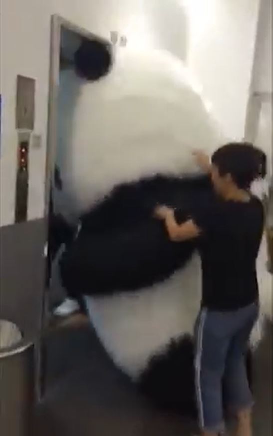 超萌大貓熊等電梯!肖想「全身進入塞好塞滿」 下場就是玩偶界最糗卻超療癒♡% 照片 超萌大貓熊等電梯!肖想「全身進入塞好塞滿」 下場就是玩偶界最糗卻超療癒♡