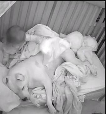 3歲小妹睡覺緊抱狗狗 半夜幫蓋被被...溫馨影片網友秒怒:爸爸腦袋有問題?% 照片 3歲小妹睡覺緊抱狗狗 半夜幫蓋被被...溫馨影片網友秒怒:爸爸腦袋有問題?