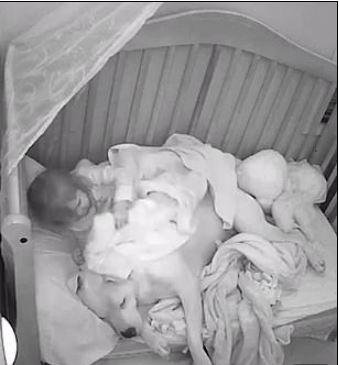 3歲小妹睡覺緊抱狗狗 半夜幫蓋被被...溫馨影片網友秒怒:爸爸腦袋有問題?% 照片 3歲小妹睡覺緊抱狗狗 半夜幫蓋被被...溫馨影片網友秒怒:爸爸腦袋有問題?