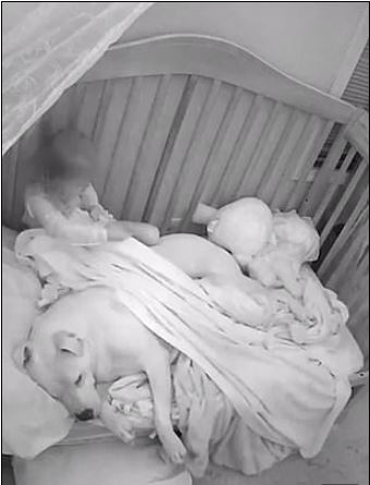 3歲小妹睡覺緊抱狗狗 半夜幫蓋被被...溫馨影片網友秒怒:爸爸腦袋有問題?% 照片 3歲小妹睡覺緊抱狗狗 半夜幫蓋被被...溫馨影片網友秒怒:爸爸腦袋有問題?