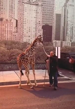網紅為了幫女兒慶生「直接蓋一座遊樂園」 賓客全傻眼:她把「動物園」搬過來...% 照片 網紅為了幫女兒慶生「直接蓋一座遊樂園」 賓客全傻眼:她把「動物園」搬過來...