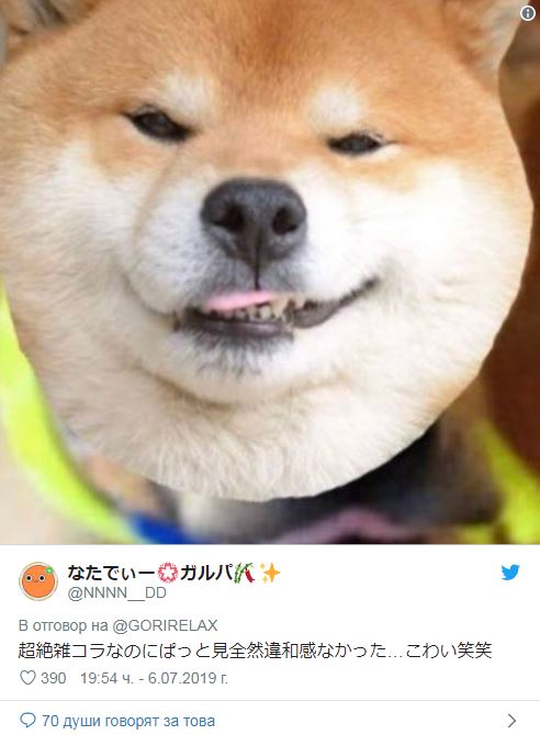 柴犬咬爛手把「露邪惡表情」爆紅!眼尖網友卻秒戳破「技術性」重點:主人在耍心機!% 照片 柴犬咬爛手把「露邪惡表情」爆紅!眼尖網友卻秒戳破「技術性」重點:主人在耍心機!