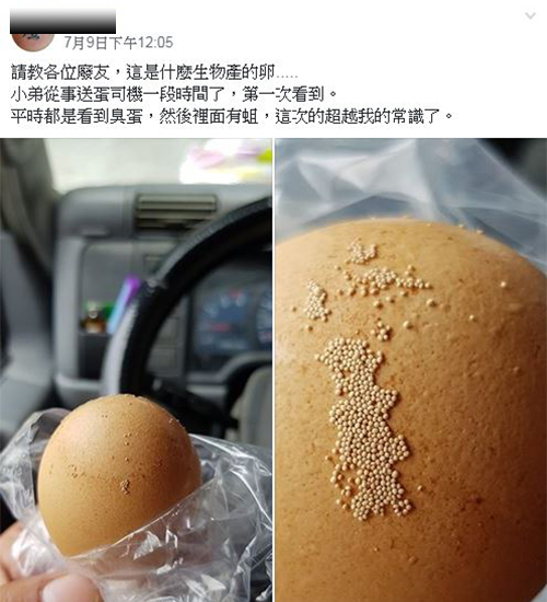 是蟲卵嗎?他驚見蛋殼「黏滿一顆顆白色芝麻」 養雞人給出「生物解答」網直呼:長知識% 照片 是蟲卵嗎?他驚見蛋殼「黏滿一顆顆白色芝麻」 養雞人給出「生物解答」網直呼:長知識