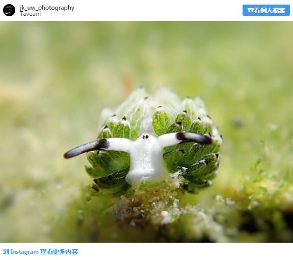 28種「你以為牠們來自外星球」的獨特動物 佈滿「黑白斑點的馬來貘」就像動物界刺青達人!% 照片 28種「你以為牠們來自外星球」的獨特動物 佈滿「黑白斑點的馬來貘」就像動物界刺青達人!