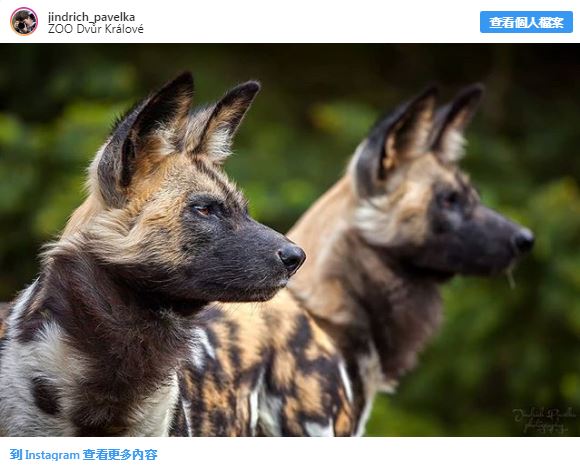 28種「你以為牠們來自外星球」的獨特動物 佈滿「黑白斑點的馬來貘」就像動物界刺青達人!% 照片 28種「你以為牠們來自外星球」的獨特動物 佈滿「黑白斑點的馬來貘」就像動物界刺青達人!
