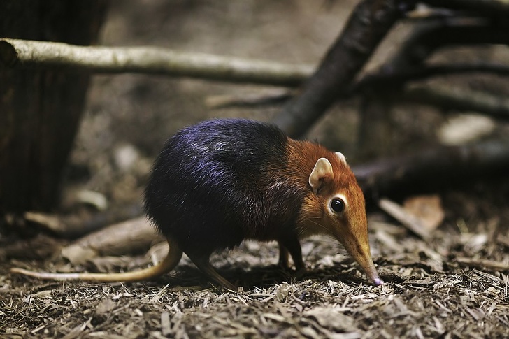 28種「你以為牠們來自外星球」的獨特動物 佈滿「黑白斑點的馬來貘」就像動物界刺青達人!% 照片 28種「你以為牠們來自外星球」的獨特動物 佈滿「黑白斑點的馬來貘」就像動物界刺青達人!