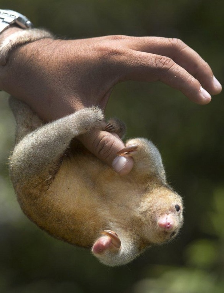 28種「你以為牠們來自外星球」的獨特動物 佈滿「黑白斑點的馬來貘」就像動物界刺青達人!% 照片 28種「你以為牠們來自外星球」的獨特動物 佈滿「黑白斑點的馬來貘」就像動物界刺青達人!