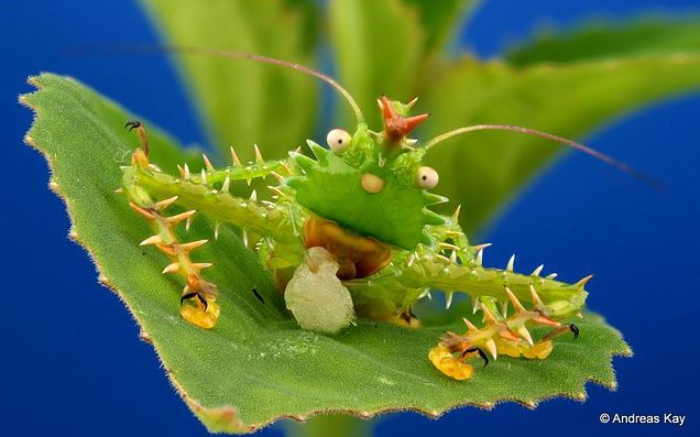 28種「你以為牠們來自外星球」的獨特動物 佈滿「黑白斑點的馬來貘」就像動物界刺青達人!% 照片 28種「你以為牠們來自外星球」的獨特動物 佈滿「黑白斑點的馬來貘」就像動物界刺青達人!