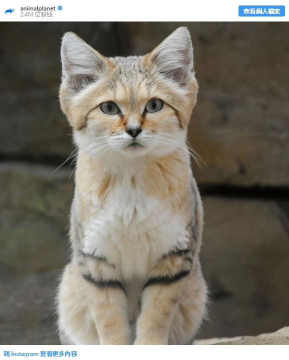 28種「你以為牠們來自外星球」的獨特動物 佈滿「黑白斑點的馬來貘」就像動物界刺青達人!% 照片 28種「你以為牠們來自外星球」的獨特動物 佈滿「黑白斑點的馬來貘」就像動物界刺青達人!