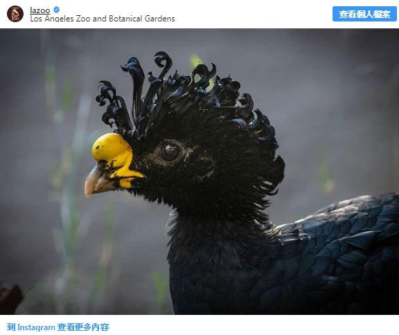 28種「你以為牠們來自外星球」的獨特動物 佈滿「黑白斑點的馬來貘」就像動物界刺青達人!% 照片 28種「你以為牠們來自外星球」的獨特動物 佈滿「黑白斑點的馬來貘」就像動物界刺青達人!