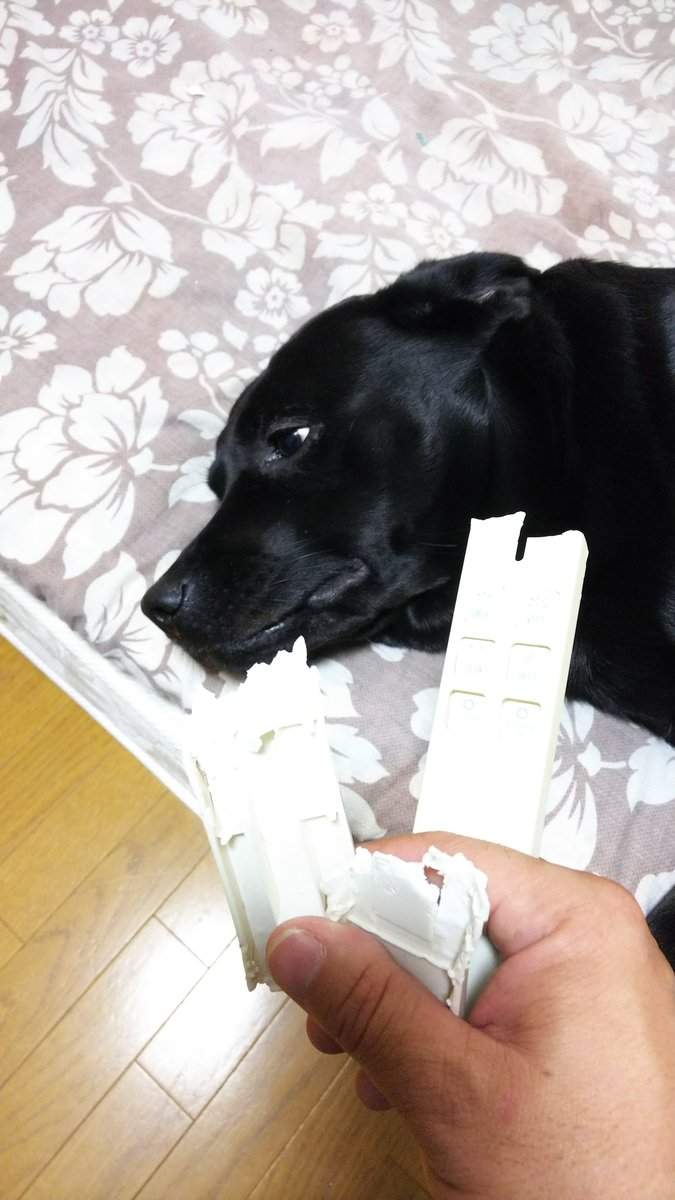 柴犬咬爛手把「露邪惡表情」爆紅!眼尖網友卻秒戳破「技術性」重點:主人在耍心機!% 照片 柴犬咬爛手把「露邪惡表情」爆紅!眼尖網友卻秒戳破「技術性」重點:主人在耍心機!