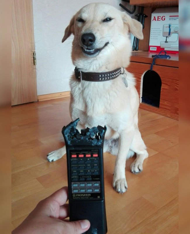 柴犬咬爛手把「露邪惡表情」爆紅!眼尖網友卻秒戳破「技術性」重點:主人在耍心機!% 照片 柴犬咬爛手把「露邪惡表情」爆紅!眼尖網友卻秒戳破「技術性」重點:主人在耍心機!