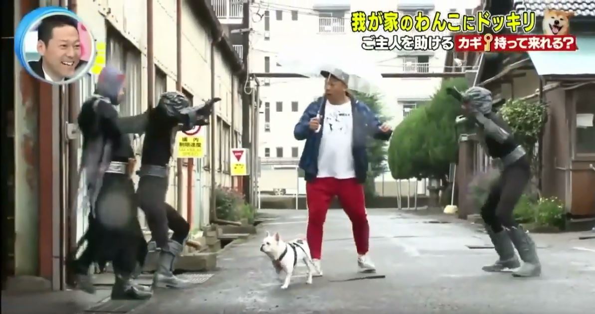 影/日本節目出奇招「整狗」笑壞網友 到底要救「被抓走的主人」還是吃罐罐?% 照片 影/日本節目出奇招「整狗」笑壞網友 到底要救「被抓走的主人」還是吃罐罐?