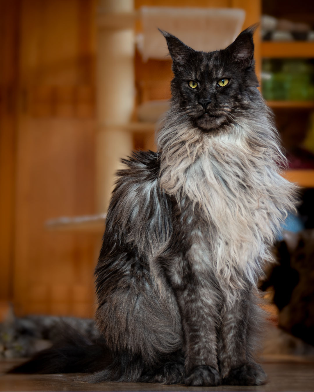 来自天堂的「缅因猫」沙龙照 狮子般「贵族王者风范」超霸气!