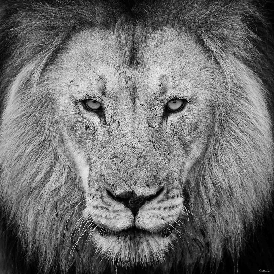 29張拍出「真實版獅子王」的冠軍作品 黑猩猩也會做白日夢!% 照片 29張拍出「真實版獅子王」的冠軍作品 黑猩猩也會做白日夢!