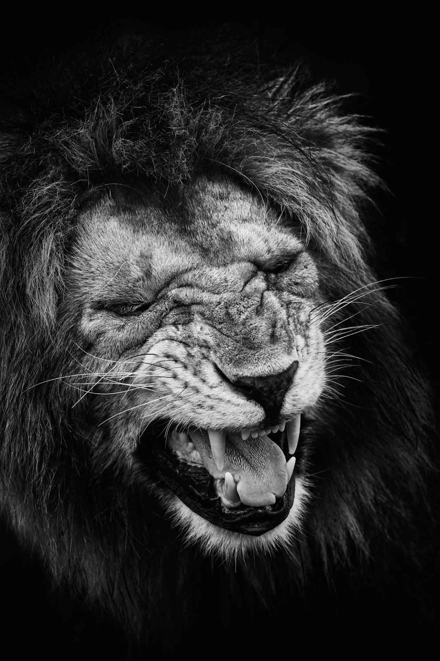 29張拍出「真實版獅子王」的冠軍作品 黑猩猩也會做白日夢!% 照片 29張拍出「真實版獅子王」的冠軍作品 黑猩猩也會做白日夢!