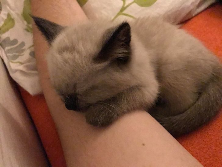 動物席地而睡