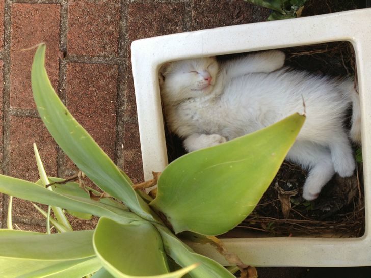 動物席地而睡