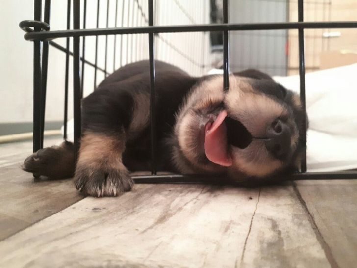 動物席地而睡