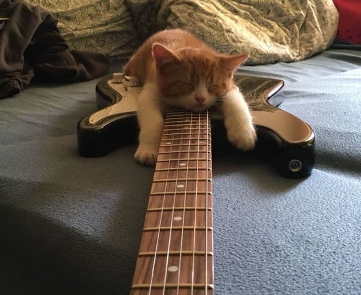 動物席地而睡