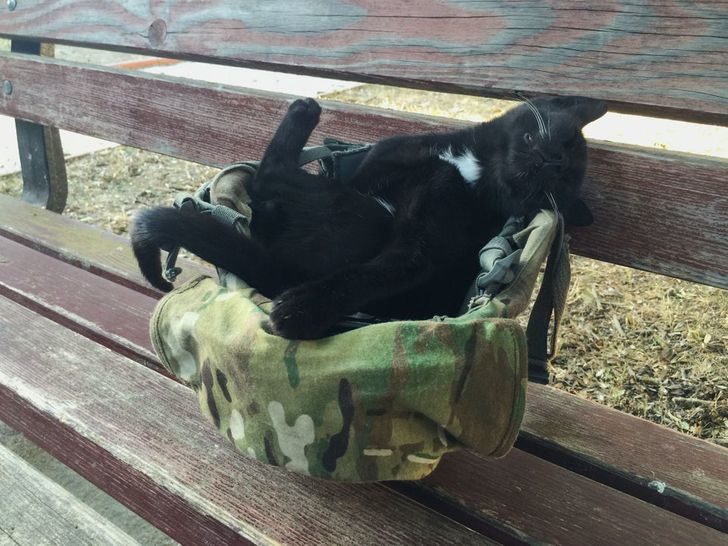 動物席地而睡
