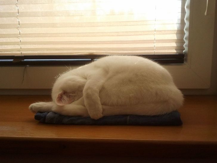 動物席地而睡