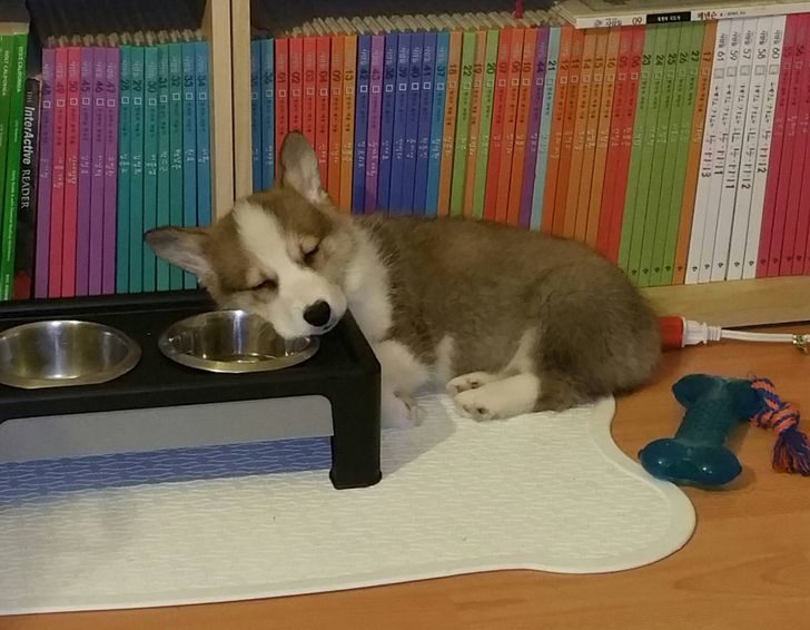 動物席地而睡