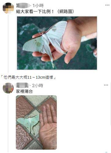 卡在樹上的是「風箏」還是「蛾」? 網友:那是秋香的紙鳶% 照片 卡在樹上的是「風箏」還是「蛾」? 網友:那是秋香的紙鳶