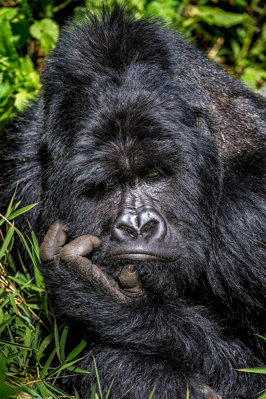 2020年「最爆笑野生動物攝影獎」照片曝光 工讀生快給我出來啦!% 照片 2020年「最爆笑野生動物攝影獎」照片曝光 工讀生快給我出來啦!