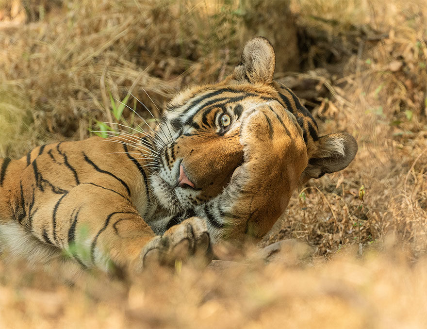 喜劇-野生動物攝影競賽-2020年決賽入圍者 喜劇動物攝影