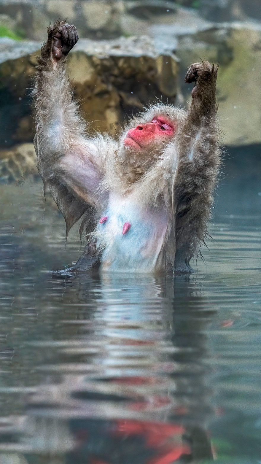 喜劇-野生動物攝影競賽-2020年決賽入圍者 喜劇動物攝影
