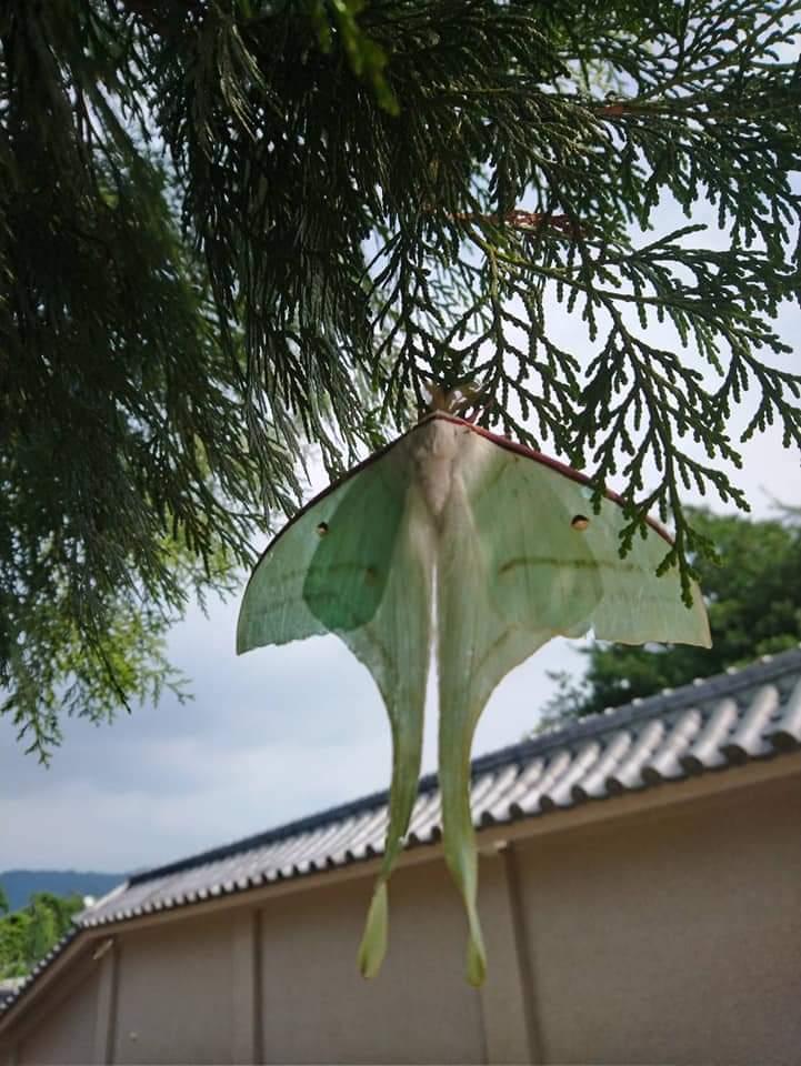 卡在樹上的是「風箏」還是「蛾」? 網友:那是秋香的紙鳶% 照片 卡在樹上的是「風箏」還是「蛾」? 網友:那是秋香的紙鳶