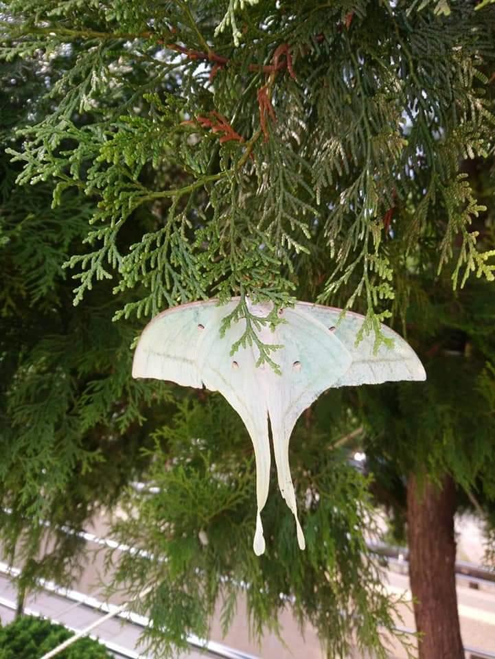 卡在樹上的是「風箏」還是「蛾」? 網友:那是秋香的紙鳶% 照片 卡在樹上的是「風箏」還是「蛾」? 網友:那是秋香的紙鳶