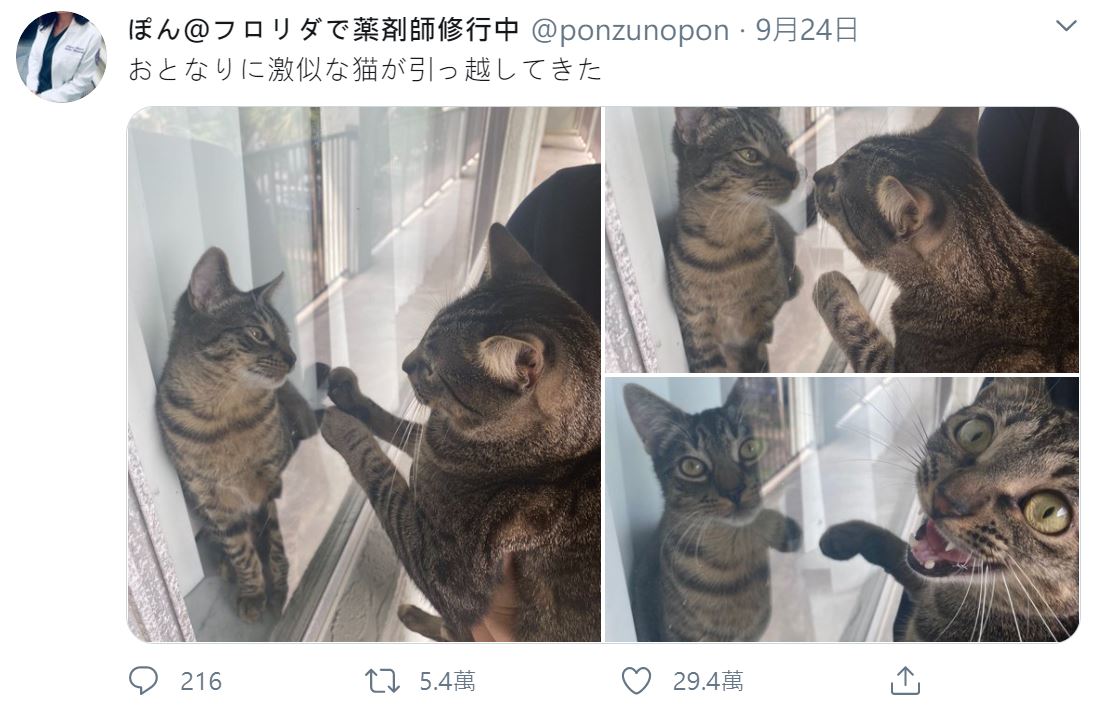 神撞臉!貓星人逛街驚見「另一個自己」 嚇到向主人求證% 照片 神撞臉!貓星人逛街驚見「另一個自己」 嚇到向主人求證