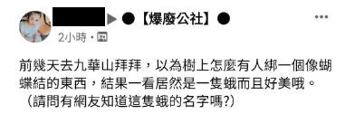卡在樹上的是「風箏」還是「蛾」? 網友:那是秋香的紙鳶% 照片 卡在樹上的是「風箏」還是「蛾」? 網友:那是秋香的紙鳶