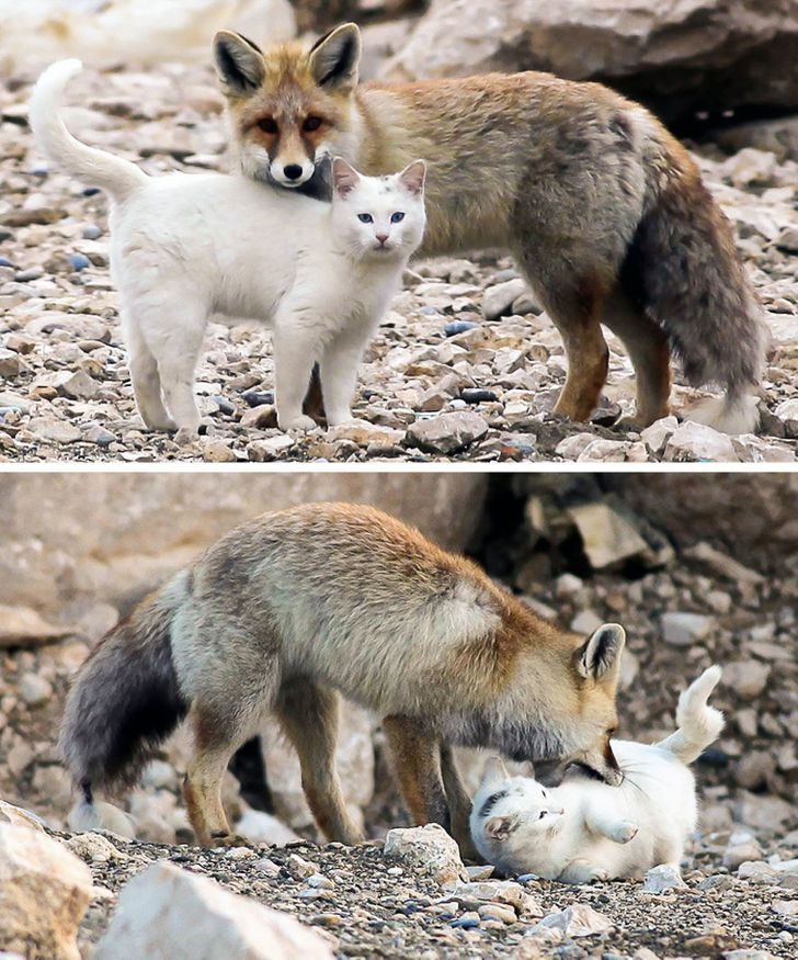 動物跨族群友誼