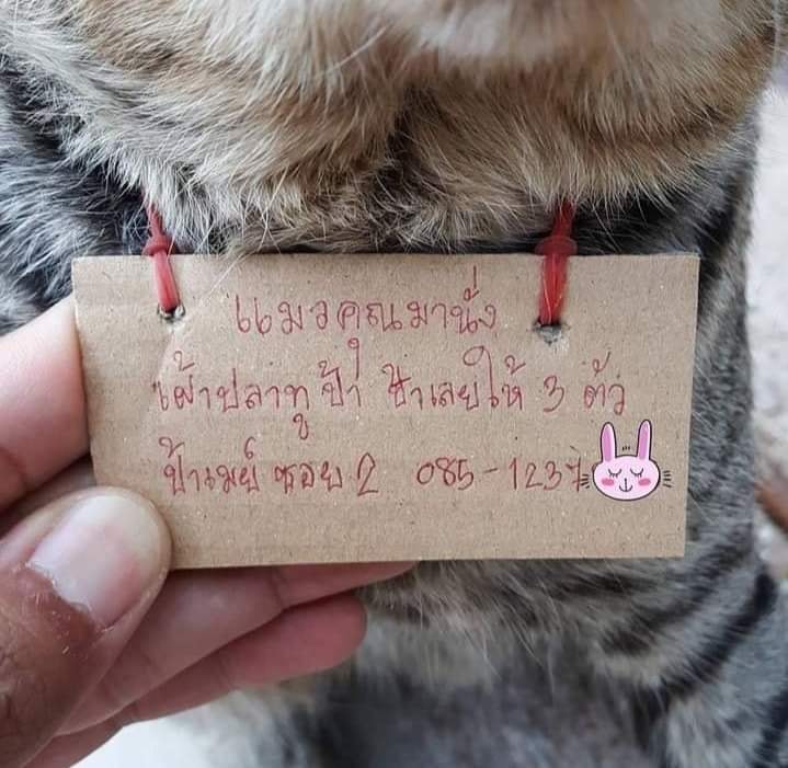 貓皇離家探險3天!帶著「紙條」回家 奴才仔細看:錢包要哭了% 照片 貓皇離家探險3天!帶著「紙條」回家 奴才仔細看:錢包要哭了